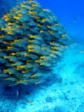 School of Colourful Fish in Blue Waters Off Isla De Cano