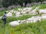 Buy Sheep Herder at AllPosters.com