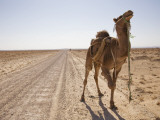 Camel in Desert