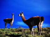 Guanacos Pausing from Grazing