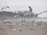 Seagulls on Beach