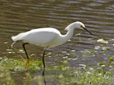 Great White Heron in Elkhorn Slough