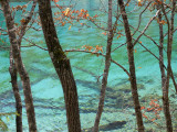 Buy Trees by Colourful Calcium Ponds, Nine Village Valley (Jiuzhaigou) at AllPosters.com