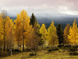 Autumn Yellow Aspens with Snowcapped Fjells in Background