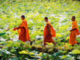 Buddhist Monks Walk Through a Lily Pond in the Village of Bavel