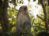 Buy Long-Tailed Macaque Monkeys in Trees Near Park Entrance, Cat Tien National Park at AllPosters.com