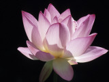 Lotus Flower (Nelumbo Lutea)