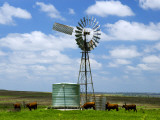 Buy Watering Cattle Beneath Windmill on Darling Downs, Southern Queensland at AllPosters.com