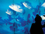 Buy Excited School Children Gazing at Fish at Osaka Aquarium at AllPosters.com