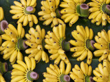 Bananas Sold at Damnoen Saduak Floating Market