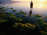 Harvesting Seaweed Beds of Vietnam's South Central Coast