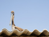 Pelican on Roof.