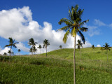 Sugar Cane Fields Baie Du Cap
