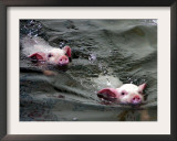 Pigs Compete Swimming Race at Pig Olympics Thursday April 14, 2005 in Shanghai, China Framed Photographic Print