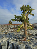 Buy Giant Prickly Pear Cactus (Opuntia Spp.) at AllPosters.com