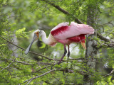 Roseate Spoonbill at Lake Martin Near Breaux Bridge