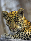 Buy African Leopard (Panthera Pardus) on Log at AllPosters.com