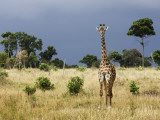 Maasai Giraffe (Giraffa Camelopardalis Tippelskirchi)