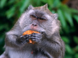 Buy Grey Monkey Eating in Grand Bassin at AllPosters.com