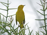 Buy Yellow Warbler (Dentroica Petechia Aureola), Puerto Egas at AllPosters.com