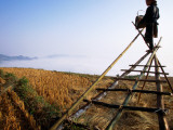 Ethnic Red Dao Woman on Perch Pours Rice, Enlisting Wind to Blow Away Loose Rice Husks