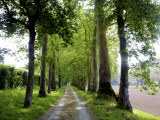 Avenue of Trees Leading Near Vitrac, Dordogne Valley Photographic Print