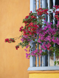 Bougainvillea Adorning Colonial Window