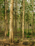 Buy Teak Tree Plantation at AllPosters.com