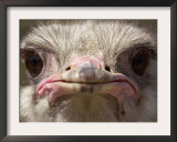 An Adult Female Ostrich at the Vina Grande Farm in Paredes De Escalona, Spain, May 21 2001