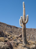 Buy Cactus at Isla Pescado at AllPosters.com