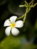 Frangipani Flower Detail