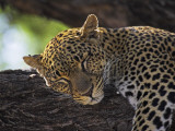 Leopard Sleeping on Branch