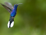 Violet Sabrewing (Campylopterus Hemileucurus)