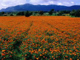 Field of Marigolds Near Mysore