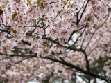 Cherry Blossums (Sakura) Along Cherry Blossum Street in Shizunai