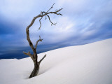 Buy Dead Tree in Delisser Sandhills at AllPosters.com