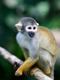 Squirrel Monkey (Saimiri Sciureus) About to Eat a Colourful Butterfly at an Animal Rescue Centre