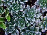 Buy Hinahina (Heliotropium Anomalum Var Argenteum), Indigenous Hawaiian Plant at AllPosters.com