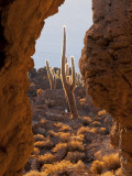 Buy Cactus at Incahuasi Island at AllPosters.com