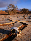 Buy Cracked Mud, Dunes and Monkey Skull in Namib Desert Near Sossusvlei at AllPosters.com