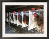Chickens are Shown in Cages at Whiting Farms in Delta, Colorado, on Thursday, June 8, 2006