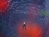 Spider in Centre of Web Covered in Rain Droplets