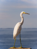 Great White Heron