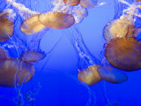 Black Sea Nettle Jellyfish at Monterey Bay Aquarium