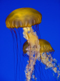 Buy Jellyfish in Monterey Bay Aquarium at AllPosters.com