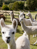 Buy Alpacas on Farm at AllPosters.com