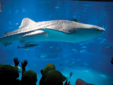 Excited School Children Gazing at Whale Shark at Osaka Aquarium