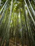 Bamboo Forest, Arashiyama District