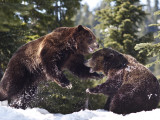 Buy Grizzly Bears Playing in Snow on Grouse Mountain at AllPosters.com