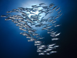 Sardine Shoal